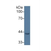 Western blot analysis of Pig Heart lysate, using Human EGR3 Antibody (3 µg/ml) and HRP-conjugated Goat Anti-Rabbit antibody (<a href="https://www.abbexa.com/index.php?route=product/search&amp;search=abx400043" target="_blank">abx400043</a>, 0.2 µg/ml).