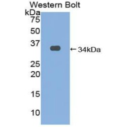 Early Growth Response 3 (EGR3) Antibody