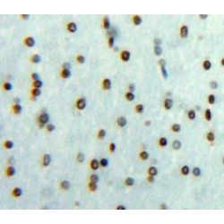 Early Growth Response 3 (EGR3) Antibody