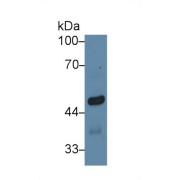 Western blot analysis of Mouse Cerebrum lysate, using Mouse EGR4 Antibody (1 µg/ml) and HRP-conjugated Goat Anti-Rabbit antibody (<a href="https://www.abbexa.com/index.php?route=product/search&amp;search=abx400043" target="_blank">abx400043</a>, 0.2 µg/ml).