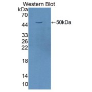 Western blot analysis of the recombinant protein.