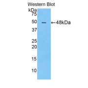 Western blot analysis of recombinant Rat FASL.