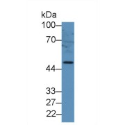 Western blot analysis of Mouse Cerebrum lysate, using Mouse GFAP Antibody (2 µg/ml) and HRP-conjugated Goat Anti-Rabbit antibody (<a href="https://www.abbexa.com/index.php?route=product/search&amp;search=abx400043" target="_blank">abx400043</a>, 0.2 µg/ml).