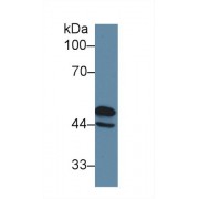 Western blot analysis of Rat Cerebrum lysate, using Rat GFAP Antibody (2 µg/ml) and HRP-conjugated Goat Anti-Rabbit antibody (<a href="https://www.abbexa.com/index.php?route=product/search&amp;search=abx400043" target="_blank">abx400043</a>, 0.2 µg/ml).