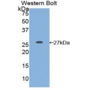 Western blot analysis of the recombinant protein.