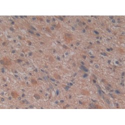 Glutathione S Transferase Mu 4 (GSTm4) Antibody