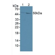 Western blot analysis of (1) Mouse Brain Tissue and (2) Mouse Kidney Tissue.