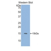 Western blot analysis of the recombinant protein.