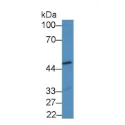 Western blot analysis of Mouse Heart lysate, using Mouse GDF7 Antibody (2 µg/ml) and HRP-conjugated Goat Anti-Rabbit antibody (<a href="https://www.abbexa.com/index.php?route=product/search&amp;search=abx400043" target="_blank">abx400043</a>, 0.2 µg/ml).