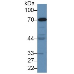 Kininogen 1 (KNG1) Antibody
