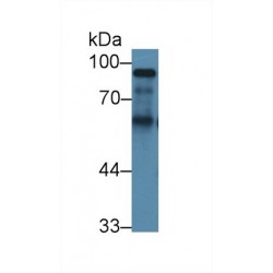 Kininogen 1 (KNG1) Antibody