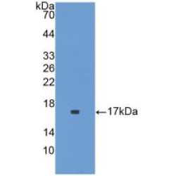 Interleukin 36 Gamma / IL1F9 (IL36G) Antibody