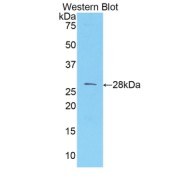 Western blot analysis of the recombinant protein.