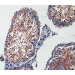 Growth-Regulated Alpha Protein / GROA (CXCL1) Antibody