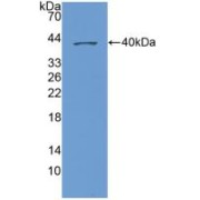 Western blot analysis of recombinant Human NAP3.