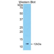 Western blot analysis of the recombinant protein.