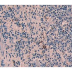 Growth-Regulated Alpha Protein / GROA (CXCL1) Antibody