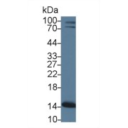 Western blot analysis of Mouse Cerebrum lysate, using Mouse PHPT1 Antibody (1 µg/ml) and HRP-conjugated Goat Anti-Rabbit antibody (<a href="https://www.abbexa.com/index.php?route=product/search&amp;search=abx400043" target="_blank">abx400043</a>, 0.2 µg/ml).