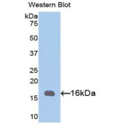 Phosphohistidine Phosphatase 1 (PHPT1) Antibody