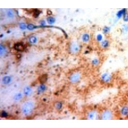 Phosphohistidine Phosphatase 1 (PHPT1) Antibody