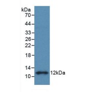 Western blot analysis of recombinant Rat S100B.