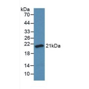 Western blot analysis of recombinant Cow SOD1.