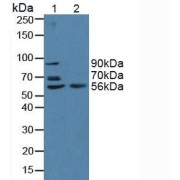 Western blot analysis of (1) Human Serum and (2) Human HeLa cells.