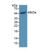Western blot analysis of recombinant Mouse GAS6.