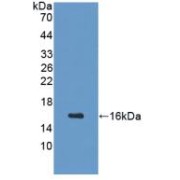 Western blot analysis of recombinant Mouse GHRH.