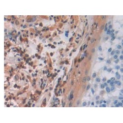Macrophage Erythroblast Attacher (MAEA) Antibody