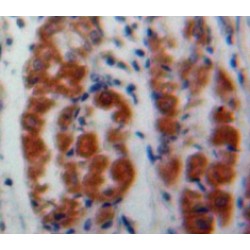 Macrophage Erythroblast Attacher (MAEA) Antibody