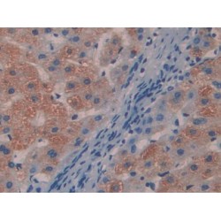 Myosin Light Chain 9, Regulatory (MYL9) Antibody