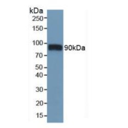 Platelet Glycoprotein 4 (CD36) Antibody