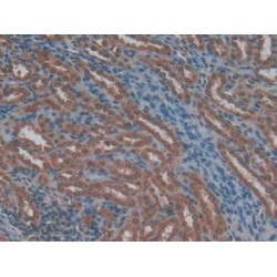 Protein C Receptor, Endothelial (PROCR) Antibody