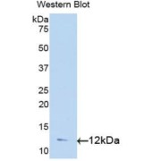 Western blot analysis of the recombinant protein.