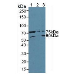 Activating Transcription Factor 6 (ATF6) Antibody