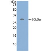 Western blot analysis of recombinant Human ATF6.