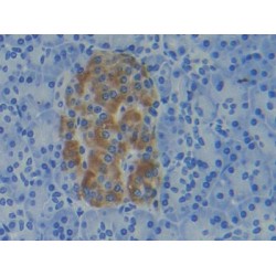 Adenine Phosphoribosyltransferase (APRT) Antibody