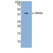 Western blot analysis of recombinant Human BDNF.