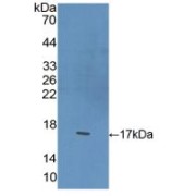 Western blot analysis of recombinant Rat BDNF.