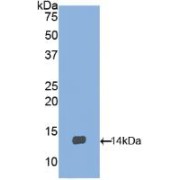 Western blot analysis of recombinant Chicken BDNF.