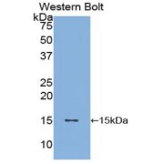 Western blot analysis of the recombinant protein.