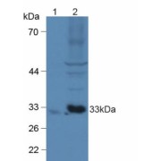 Western blot analysis of (1) Mouse Brain Tissue and (2) Mouse Heart Tissue.