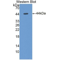 C-X3-C Motif Chemokine Ligand 1 (CX3CL1) Antibody