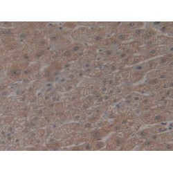 C-X3-C Motif Chemokine Ligand 1 (CX3CL1) Antibody