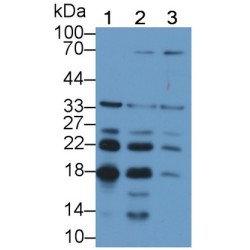 Fibroblast Growth Factor 2 (FGF2) Antibody