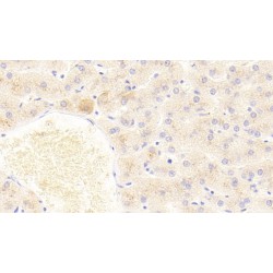 Fibroblast Growth Factor 2 (FGF2) Antibody