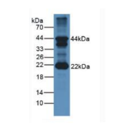 WB analysis of Mouse cerebellum lysate using Follicle Stimulating Hormone Beta Antibody (1 µg/ml) and HRP-conjugated Goat Anti-Rabbit antibody (<a href="https://www.abbexa.com/index.php?route=product/search&amp;search=abx400043" target="_blank">abx400043</a>, 0.2 µg/ml).