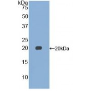 Western blot analysis of recombinant Mouse GDF15.