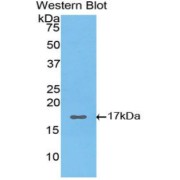 Western blot analysis of the recombinant protein.